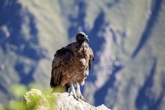 A lone condor stands proudly on a rock with mountains in the background, The Andean condor (Vultur