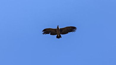 A condor can be seen from below with outstretched wings in the clear blue sky, The Andean condor