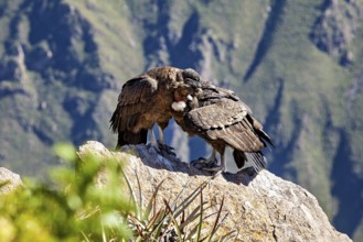A pair of condors cuddling closely on a rock, surrounded by a green mountain landscape, The Andean