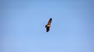 An eagle soars with outstretched wings in the clear blue sky, The Andean condor (Vultur gryphus) at