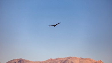 A condor hovers in the sky in front of a mountain horizon at sunset, The Andean condor (Vultur
