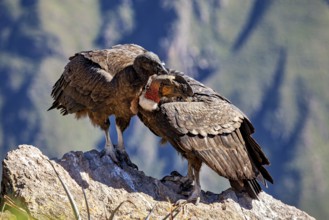 A pair of condors standing close together on a rock against a green mountain backdrop, The Andean