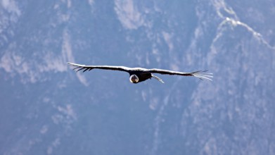 A condor flies with outstretched wings over a mountain landscape under a blue sky, The Andean
