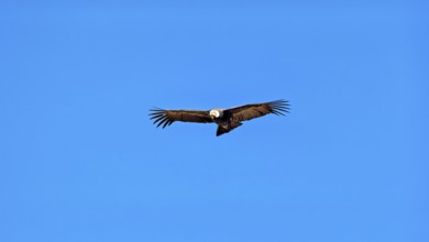 A condor glides with outstretched wings in the clear blue sky, The Andean condor (Vultur gryphus)