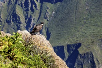 Condor sits majestically on a rock with a wide view over green mountains, The Andean condor (Vultur