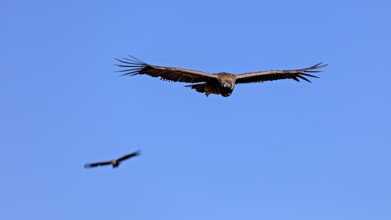 Two condors fly with outstretched wings in the clear blue sky, The Andean condor (Vultur gryphus)