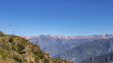 Majestic mountain landscape with condors crossing the blue sky, The Andean condor (Vultur gryphus)
