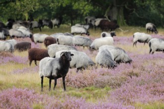 Heidschnucken eating in the midst of the blooming Lüneburger Heide, Lower Saxony, Germany