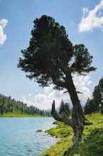 Old pine on Engstlenalp in Gental, Canton of Bern, Switzerland