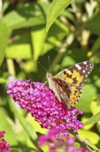 Thistle butterfly (Vanessa cardui) on a Buddleja davidii flower, Wilnsdorf, North Rhine-Westphalia,