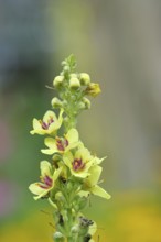 Dark mullein (Verbascum nigrum), flowers, inflorescence, in a natural garden, close-up, Wilnsdorf,