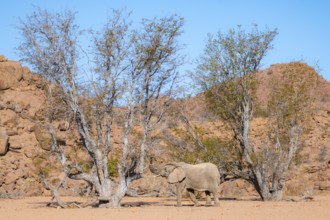 African elephant (Loxodonta africana), desert elephant in barren desert landscape, riverbed of the