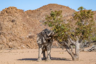 African elephant (Loxodonta africana), desert elephant in barren desert landscape, eating leaves in