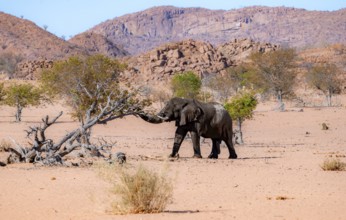 African elephant (Loxodonta africana), desert elephant in barren desert landscape, adult male,