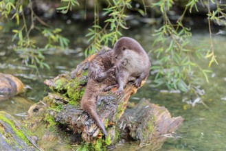 A Eurasian otter (Lutra lutra) grooms himself on a root of a tree with some moss on it lying in the