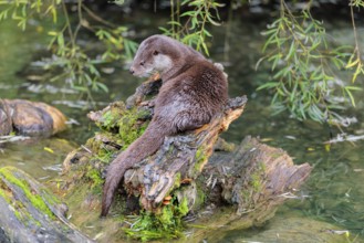 A Eurasian otter (Lutra lutra) rests on a root of a tree with some moss on it lying in the water.