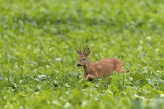 An old roebuck (Capreolus capreolus) purposefully follows the whistling of a doe ready to mate,