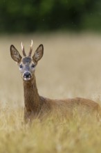 Roebuck (Capreolus capreolus) yearling in a field, eyes, eye contact, summer coat, Germany