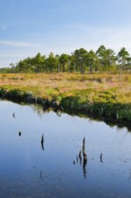 Pine forest and dead wood near Seelein in Pitzmoor in the Lüneburger Heide nature park Park near