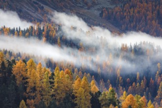 Coniferous forest with larch and spruce trees crossed by clouds of fog, Engadin, Canton of