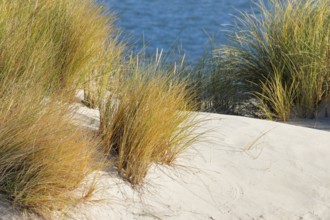 Sand dunes on the elbow on the island of Sylt, Germany