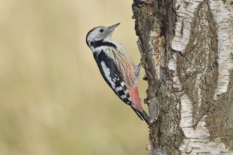 Middle woodpecker (Dendrocopos medius), foraging on the trunk of a common birch (Betula pendula),