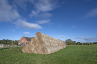 Stacked round straw bales of the agricultural cooperative in a meadow, in the back of the cowshed,