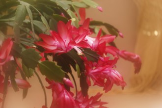 Christmas cactus (Schlumbergera truncata), blossoms, in studio, with alienation, North