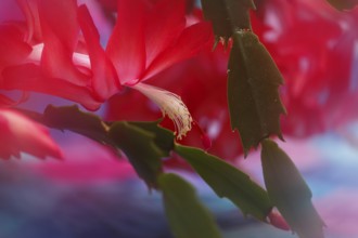 Christmas cactus (Schlumbergera truncata), flowers, in studio, North Rhine-Westphalia, Germany