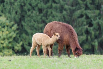 A young white alpaca (Vicugna pacos) stands next to its brown mother on a green meadow on hilly