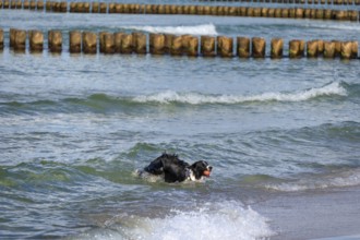 Dog, border collie fetches a ball from the Baltic Sea, Ahrtenshoop, Darß, Mecklenburg-Western