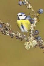 Blue tit (Parus caeruleus), sitting on a branch in a blackthorn bush, (Prunus spinosa), sloes, with