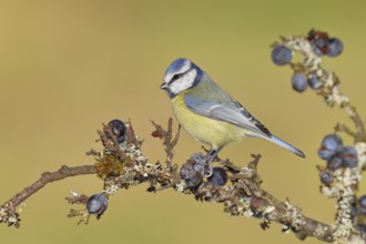 Blue tit (Parus caeruleus), sitting on a branch in a blackthorn bush, (Prunus spinosa), sloes, with