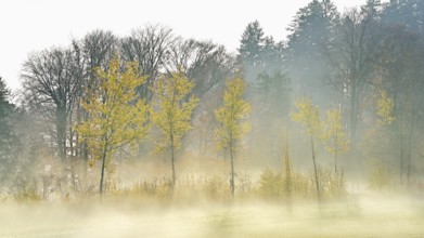 Autumnal birch trees (Betula pendula), in fog, Beinwil-Freiamt, Canton, Aargau, Switzerland