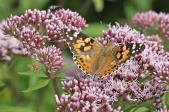 Safflower (Vanessa cardui) on a flower of the common water forest (Asteraceae) on a forest path,