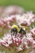 Forest bumblebee (Bombus sylvarum) sitting on common water can (Asteraceae), close-up, Wilnsdorf,