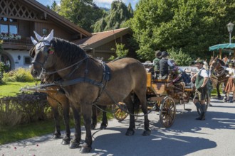 Decorated horses with carriage, horse team, parade at Tegernsee, Rosstag, Rottach-Egern, Upper