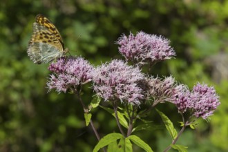 Pearl butterfly (Argynnis indet), butterfly on the flowers of a plant, close-up, wetland, Upper
