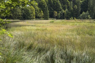 Landscape near Suttensee, wetland, Mangfall Mountains, Rottach-Egern, Upper Bavaria, Bavaria,