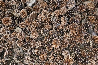 Countless dry pine cones (Pinus), Scots pine (Pinus sylvestris), forest floor, view from above,