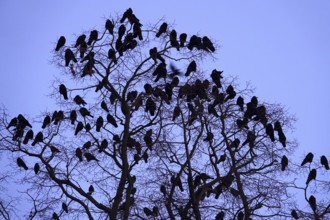 Crows on a tree in late autumn, Germany