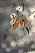 Last autumn leaves with beautiful bokeh, late autumn, Germany