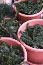 Pine branches as frost protection on flower pots, winter, Germany