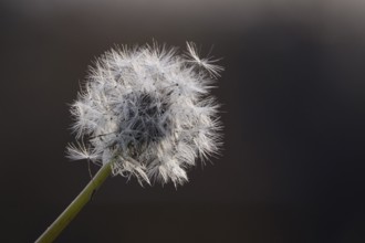 Dandelion in late autumn, macro photography