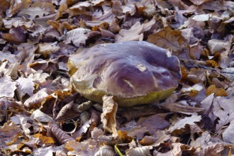 Mushroom in late autumn, Germany