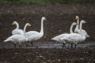 Singswans (Cygnus cygnus), Emsland, Lower Saxony, Germany
