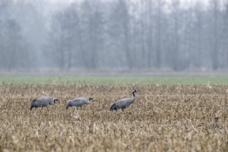 Cranes (Grus grus), Lower Saxony, Germany