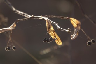 Linden tree in late autumn, Germany