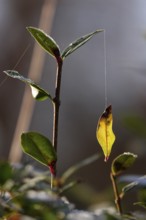 Leaf on a silk thread, autumn, Germany