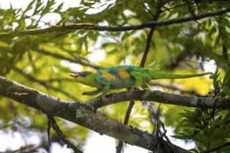 Three-horned chameleon (Trioceros jacksonii), male, Bwindi Impenetrable Forest National Park,